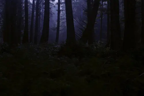 A Milano nasce il Bosco della Musica: rigenerazione urbana e cultura si incontrano a Rogoredo