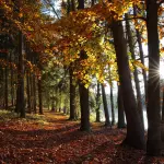 Parco Oglio Sud, Comazzi: “Una gemma naturalistica da valorizzare con impegno e investimenti”