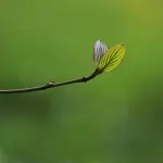 Forestazione urbana, il tour di presentazione fa tappa a Nerviano