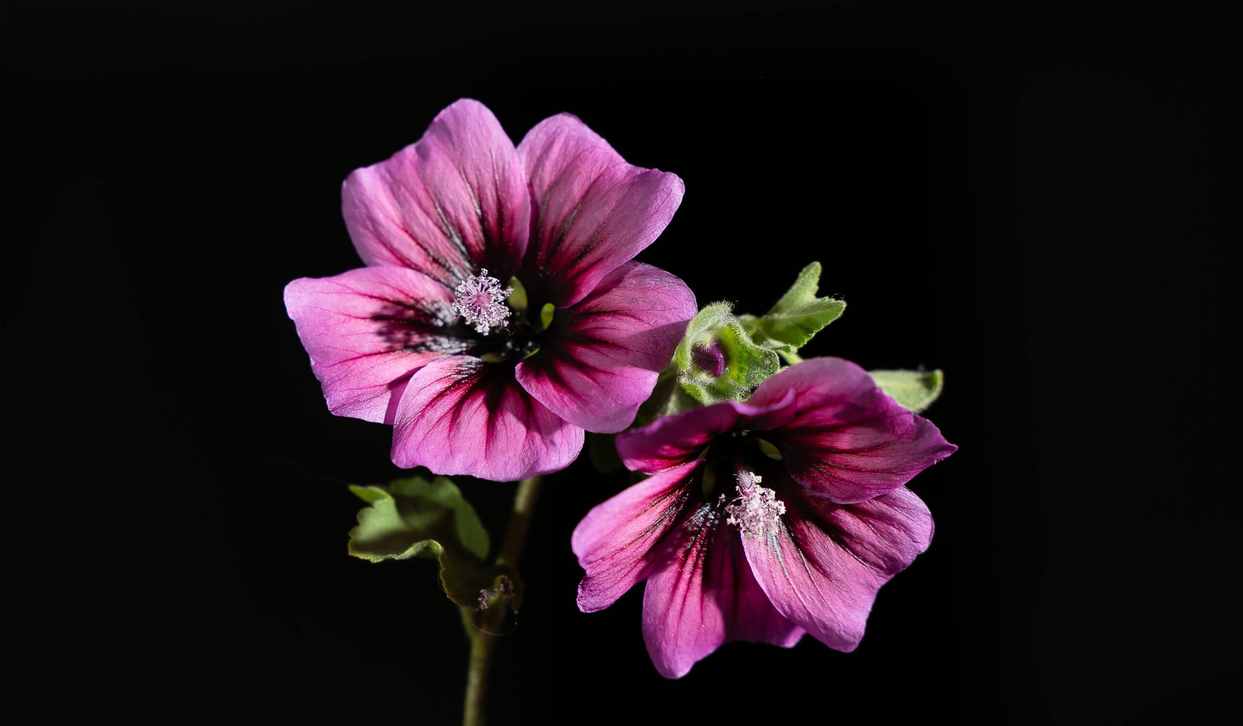 Malva benefici: una pianta che calma, protegge e riequilibra grazie alla sua delicatezza naturale