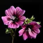 Malva benefici: una pianta che calma, protegge e riequilibra grazie alla sua delicatezza naturale