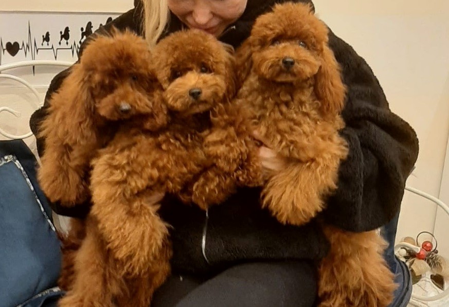 Barboncino Toy a Milano: perché è uno dei cani più amati in città