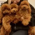 Barboncino Toy a Milano: perché è uno dei cani più amati in città