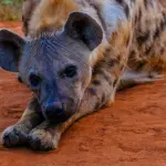 Studio sulle iene del Pleistocene in Sicilia rivela nuovi dati sull’evoluzione dei carnivori