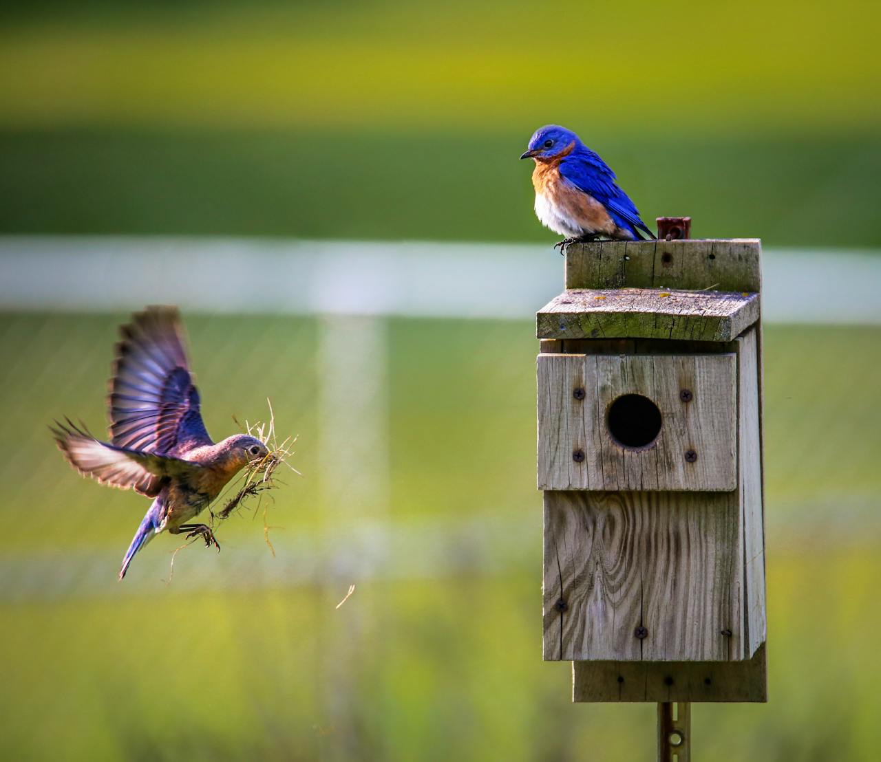 Concorso fotografico “Il mio giardino biodiverso”: al via l’edizione 2026 dedicata alla fauna selvatica urbana