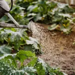 Università svelate: alla Statale di Milano ricerca, studenti e i 250 anni dell’Orto Botanico di Brera