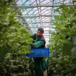 Regione Lombardia finanzia 21 progetti per un’agricoltura più innovativa e sostenibile