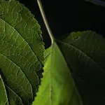 Come progettare spazi verdi più sostenibili