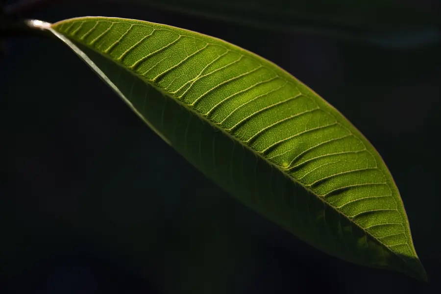 Ruolo del verde domestico nella sostenibilità: funzioni ambientali e gestione efficace
