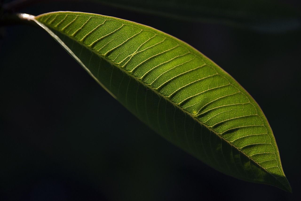 Ruolo del verde domestico nella sostenibilità: funzioni ambientali e gestione efficace