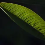 Ruolo del verde domestico nella sostenibilità: funzioni ambientali e gestione efficace