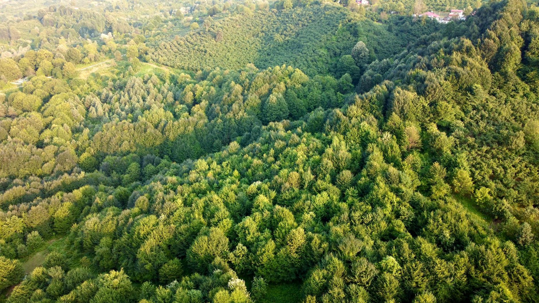 Casorezzo ospita l’incontro sul progetto PNRR per la forestazione urbana e la tutela del verde