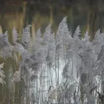 Come avere Canva gratis: metodi legali, strategie pratiche e soluzioni professionali per risparmiare senza rinunciare alla qualità