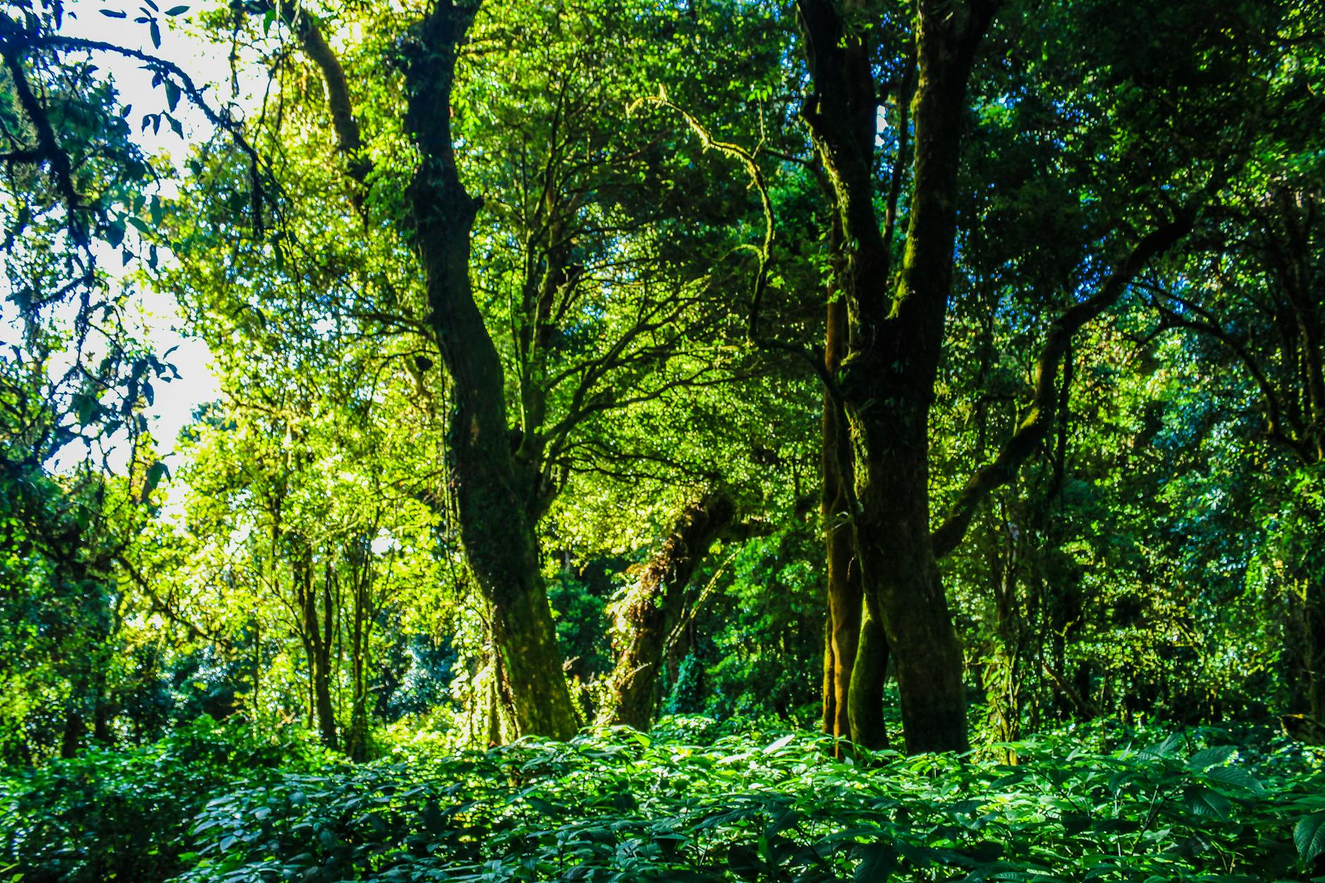 Studenti della Statale in Kenya: laboratorio nella foresta Mau