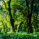 Studenti della Statale in Kenya: laboratorio nella foresta Mau