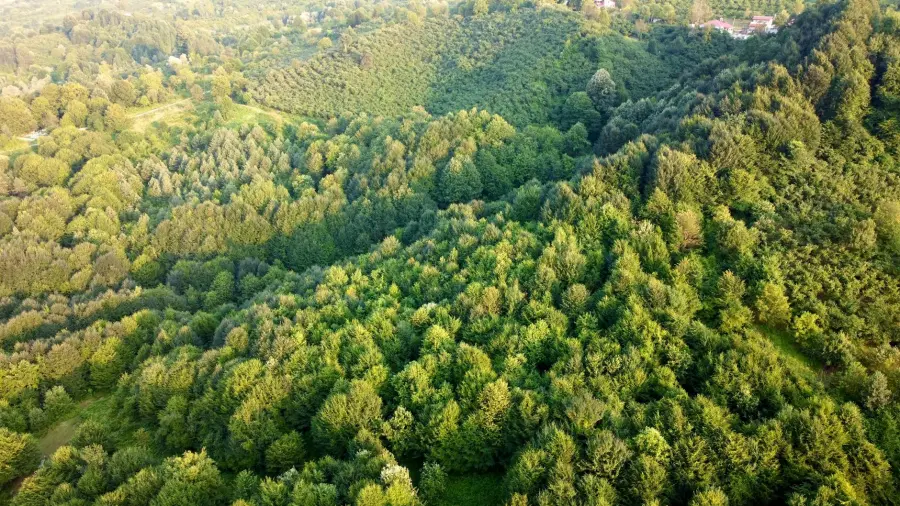 Parco del Ticino, 11,3 milioni per restaurare 485 ettari di foreste