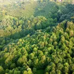Parco del Ticino, 11,3 milioni per restaurare 485 ettari di foreste