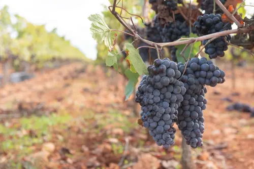 Oltrepò Pavese, vendemmia 2026 anticipata per caldo e grandine