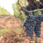 Oltrepò Pavese, vendemmia 2026 anticipata per caldo e grandine