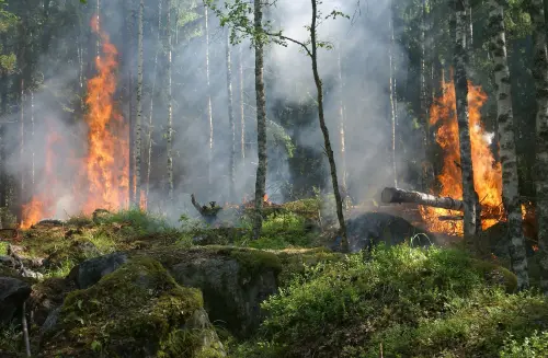 Incendi boschivi, nasce FIRE-BOX: mappe e database nazionale