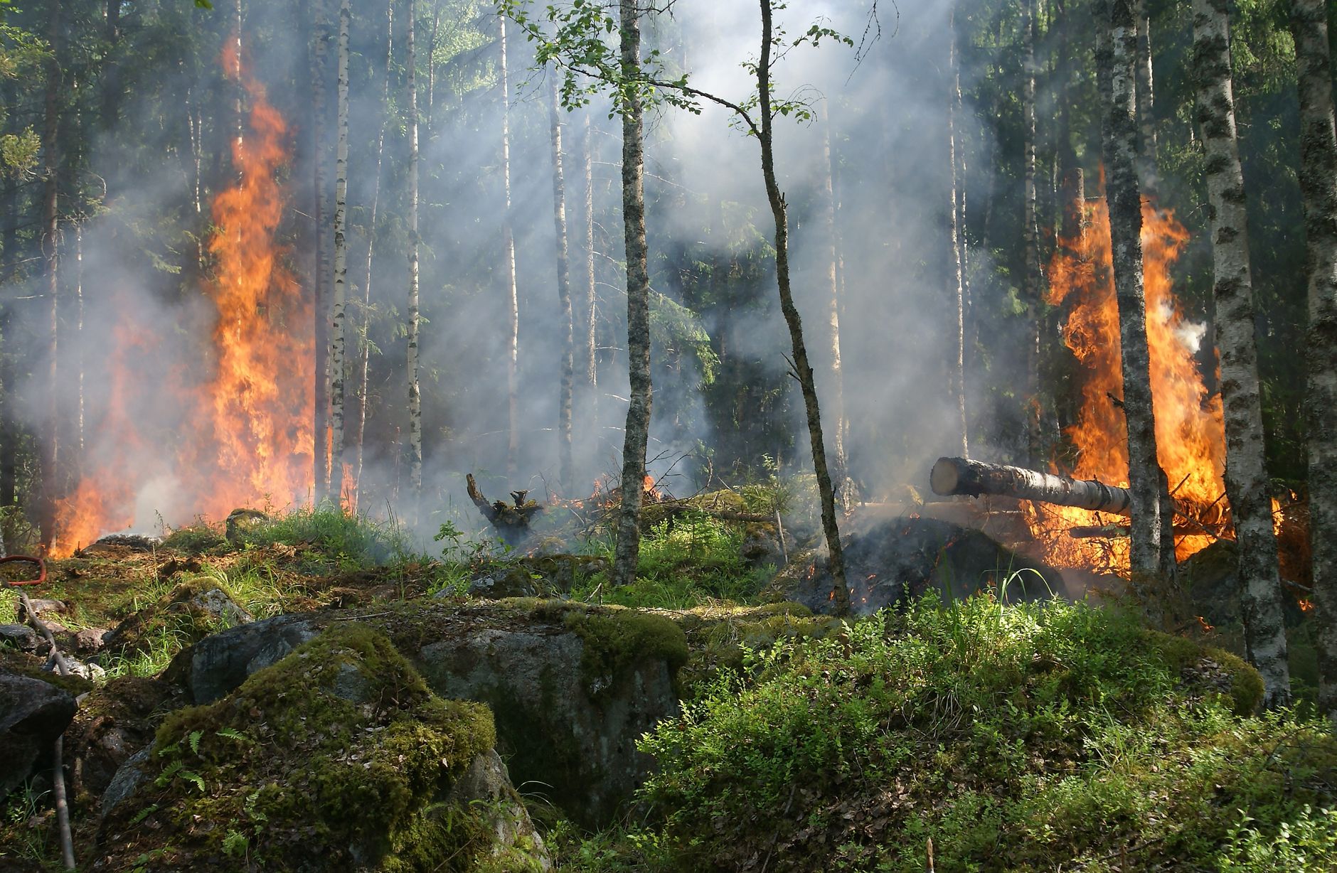 Incendi boschivi, nasce FIRE-BOX: mappe e database nazionale