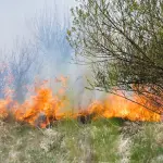 Incendio lungo il Ticino a Motta Visconti, denunciati due giovani